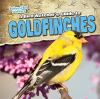 A_bird_watcher_s_guide_to_goldfinches