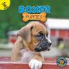 Boxer_puppies