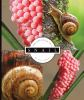 The_life_cycle_of_a_snail