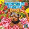 Yorkshire_terrier_puppies