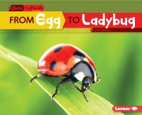 From_egg_to_ladybug