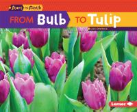 From_bulb_to_tulip